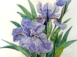 位圖 寫意花卉 植物 花朵 免費(fèi)素材