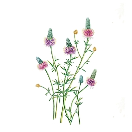 位圖 寫意花卉 植物 花朵 免費素材