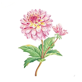位圖 寫意花卉 植物 花朵 免費(fèi)素材