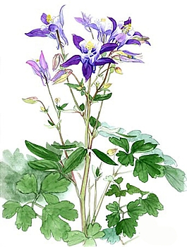 位圖 寫意花卉 植物 花朵 免費素材