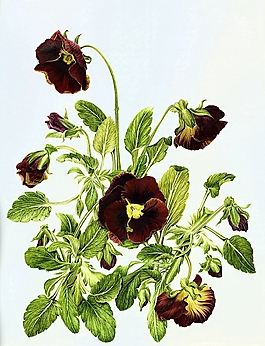 位圖 寫(xiě)意花卉 植物 花朵 免費(fèi)素材