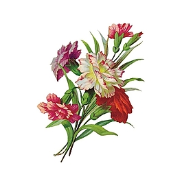 位圖 寫意花卉 植物 花朵 免費(fèi)素材