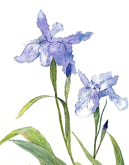 位圖 寫意花卉 植物 花朵 免費(fèi)素材