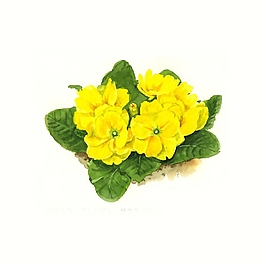 位圖 寫意花卉 植物 花朵 免費素材