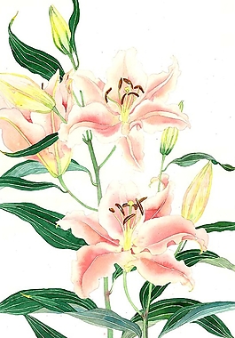 位圖 寫意花卉 植物 花朵 免費素材