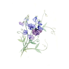 位圖 寫意花卉 植物 花朵 免費(fèi)素材