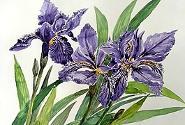 位圖 寫意花卉 植物 花朵 免費素材
