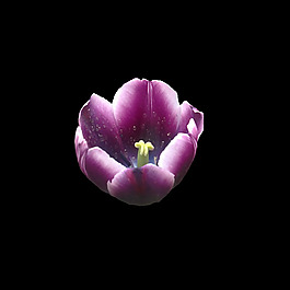 位圖 寫實(shí)花卉 植物 花朵 免費(fèi)素材
