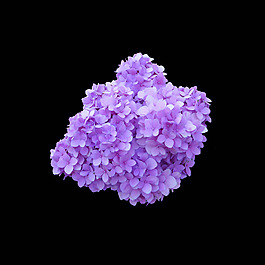位圖 寫實花卉 植物 花朵 免費素材