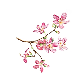 位圖 寫意花卉 植物 花朵 免費素材