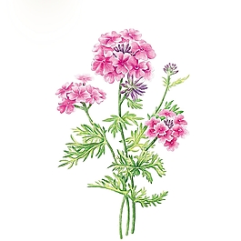 位圖 寫意花卉 植物 花朵 免費(fèi)素材