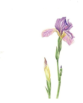 位圖 寫意花卉 植物 花朵 免費素材
