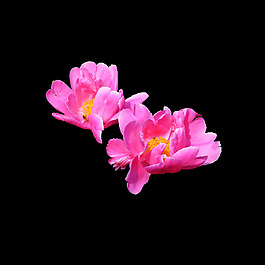 位圖 寫實(shí)花卉 植物 花朵 免費(fèi)素材