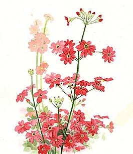 位圖 寫意花卉 植物 花朵 免費素材