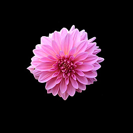 位圖 寫實(shí)花卉 植物 花朵 免費(fèi)素材