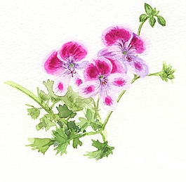 位圖 寫意花卉 植物 花朵 免費(fèi)素材