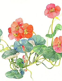 位圖 寫意花卉 植物 花朵 免費素材