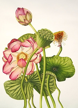 位圖 寫意花卉 植物 花朵 免費(fèi)素材