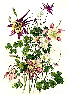 位圖 寫意花卉 植物 花朵 免費(fèi)素材