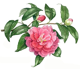 位圖 寫意花卉 植物 花朵 免費素材