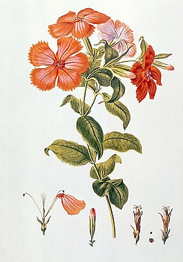 位圖 寫(xiě)意花卉 植物 花朵 免費(fèi)素材