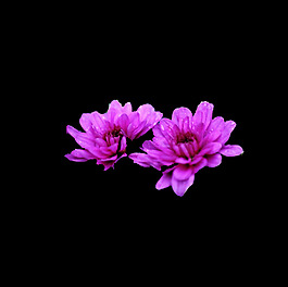 位圖 寫實(shí)花卉 植物 花朵 免費(fèi)素材
