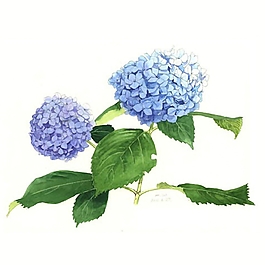 位圖 寫意花卉 植物 花朵 免費素材