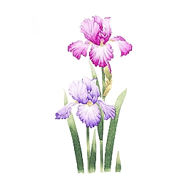 位圖 寫(xiě)意花卉 植物 花朵 免費(fèi)素材