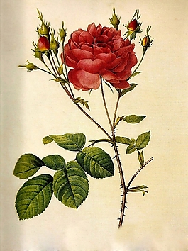 位圖 寫意花卉 植物 花朵 免費素材