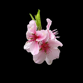 位圖 寫實(shí)花卉 植物 花朵 免費(fèi)素材