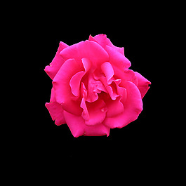 位圖 寫實(shí)花卉 植物 花朵 免費(fèi)素材