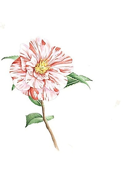 位圖 寫意花卉 植物 花朵 免費(fèi)素材