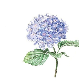位圖 寫(xiě)意花卉 植物 花朵 免費(fèi)素材
