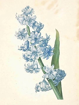 位圖 寫意花卉 植物 花朵 免費(fèi)素材