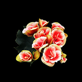 位圖 寫(xiě)實(shí)花卉 植物 花朵 免費(fèi)素材