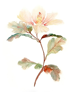 位圖 寫意花卉 植物 花朵 免費(fèi)素材