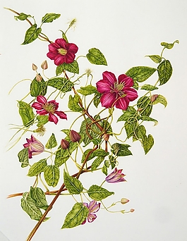 位圖 寫意花卉 植物 花朵 免費素材