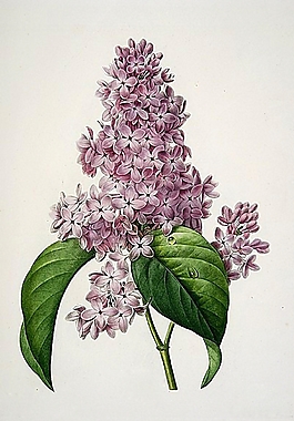 位圖 寫(xiě)意花卉 植物 花朵 免費(fèi)素材
