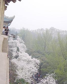 樱花大道
