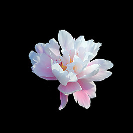 位圖 寫實(shí)花卉 植物 花朵 免費(fèi)素材
