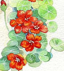 位圖 寫意花卉 植物 花朵 免費(fèi)素材