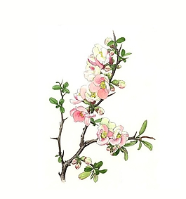 位圖 寫意花卉 植物 花朵 免費(fèi)素材