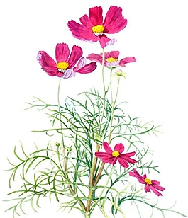 位圖 寫意花卉 植物 花朵 免費(fèi)素材