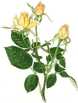 位圖 寫意花卉 植物 花朵 免費(fèi)素材