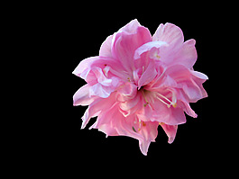 位圖 寫實(shí)花卉 植物 花朵 免費(fèi)素材