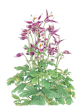 位圖 寫意花卉 植物 花朵 免費素材