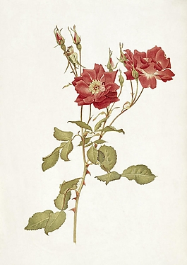 位圖 寫意花卉 植物 花朵 免費素材