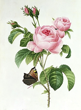 位圖 寫(xiě)意花卉 植物 花朵 免費(fèi)素材