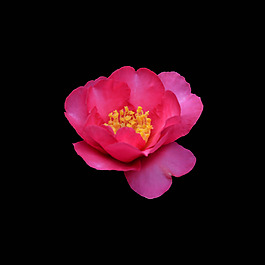 位圖 寫實(shí)花卉 植物 花朵 免費(fèi)素材