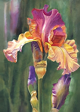 位圖 寫意花卉 植物 花朵 免費素材